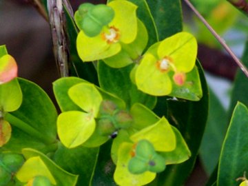 Euphorbia dendroides